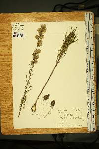 Liatris aspera image