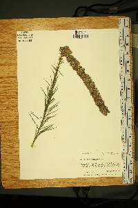 Liatris pycnostachya image