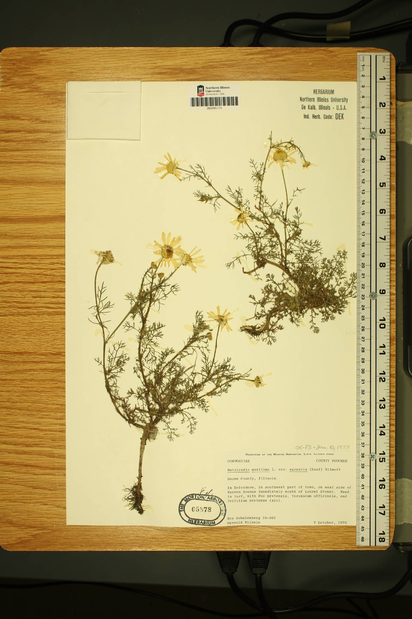 Tripleurospermum inodorum image