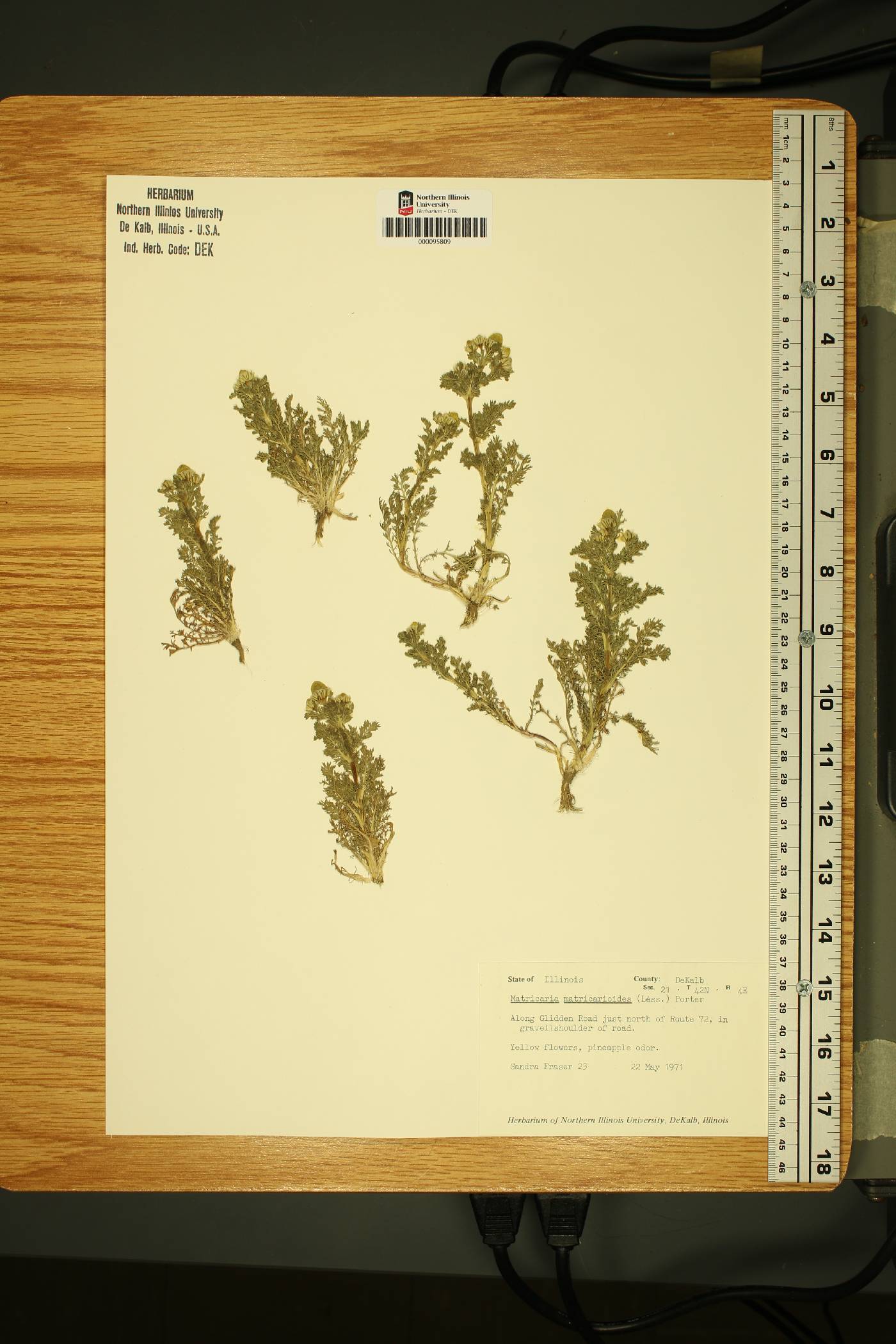 Tanacetum bipinnatum subsp. bipinnatum image
