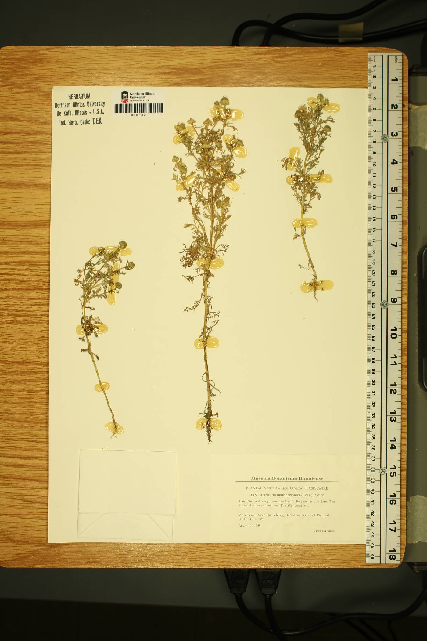 Tanacetum bipinnatum subsp. bipinnatum image