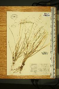 Eragrostis intermedia image