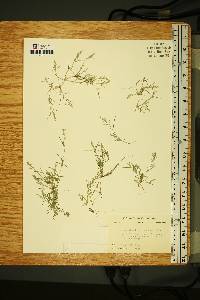 Eragrostis hypnoides image