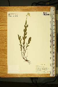 Oclemena reticulata image