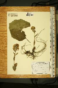 Image of Petasites albus