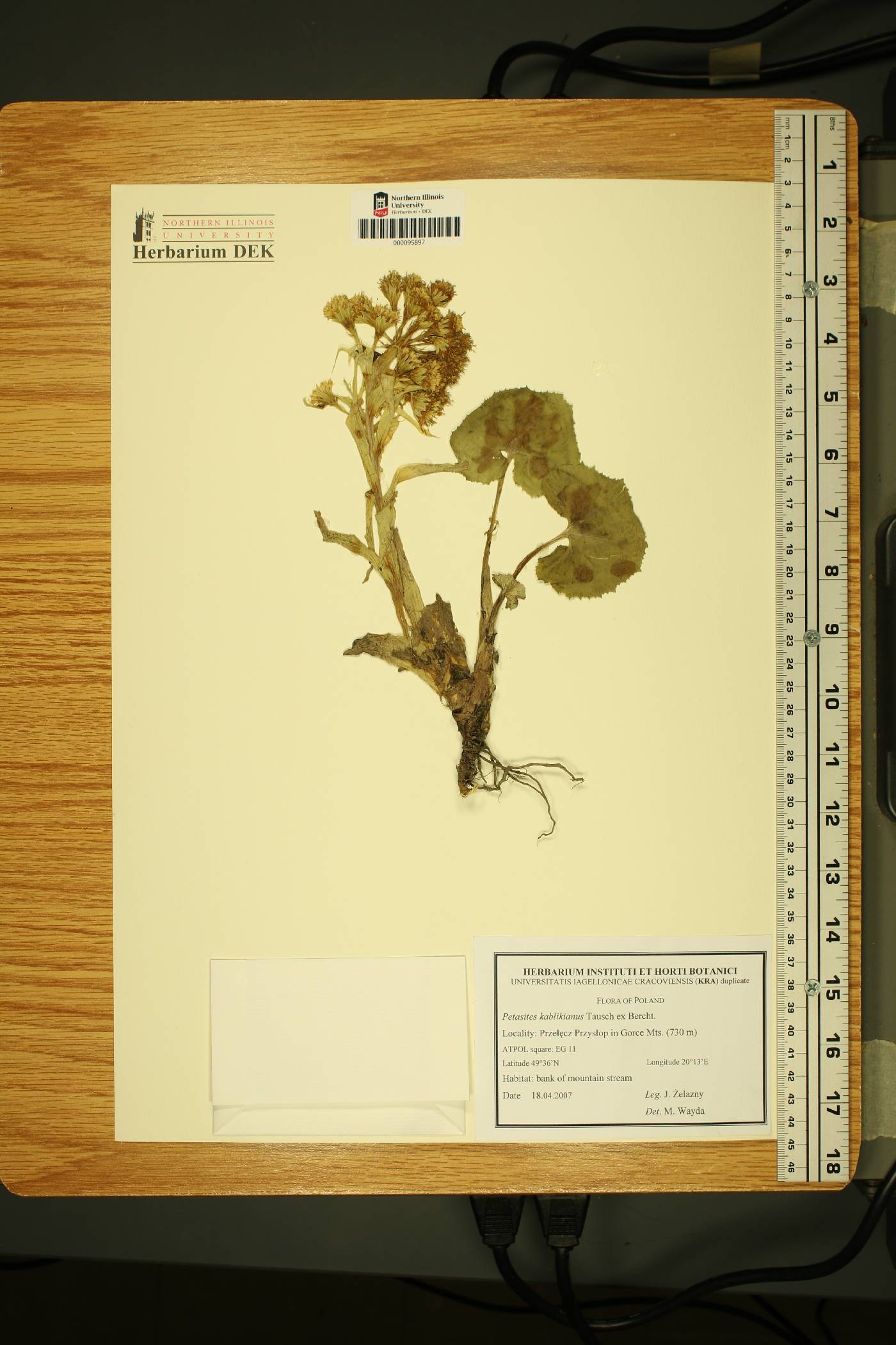 Petasites kablikianus image