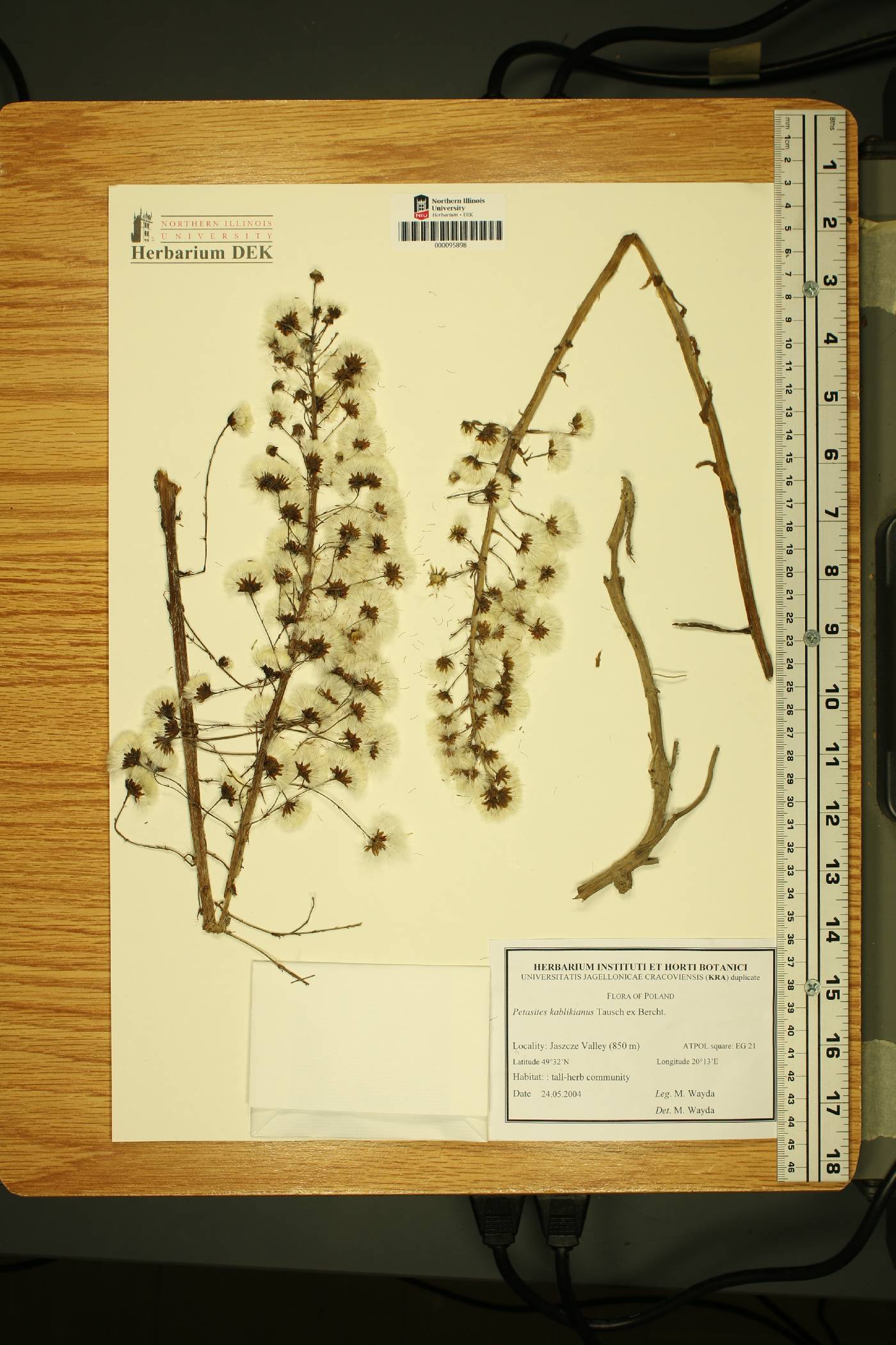 Petasites kablikianus image