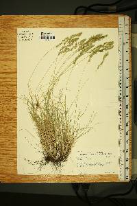 Festuca ovina image