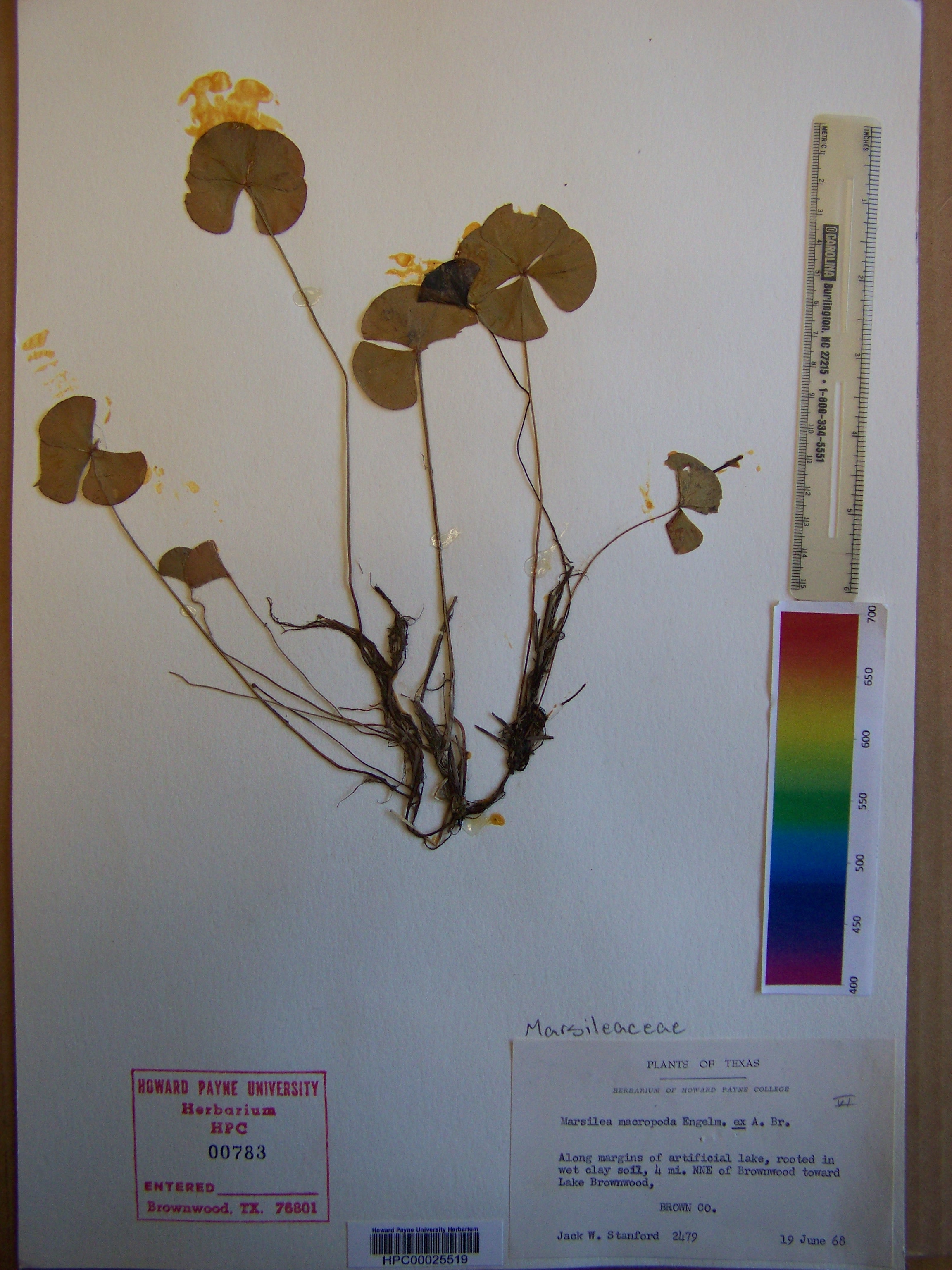 Marsilea macropoda image