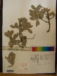 Quercus grisea image