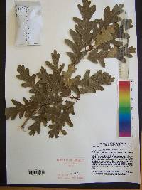 Quercus gambelii image