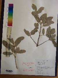 Quercus incana image