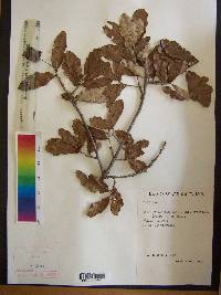 Quercus sinuata image