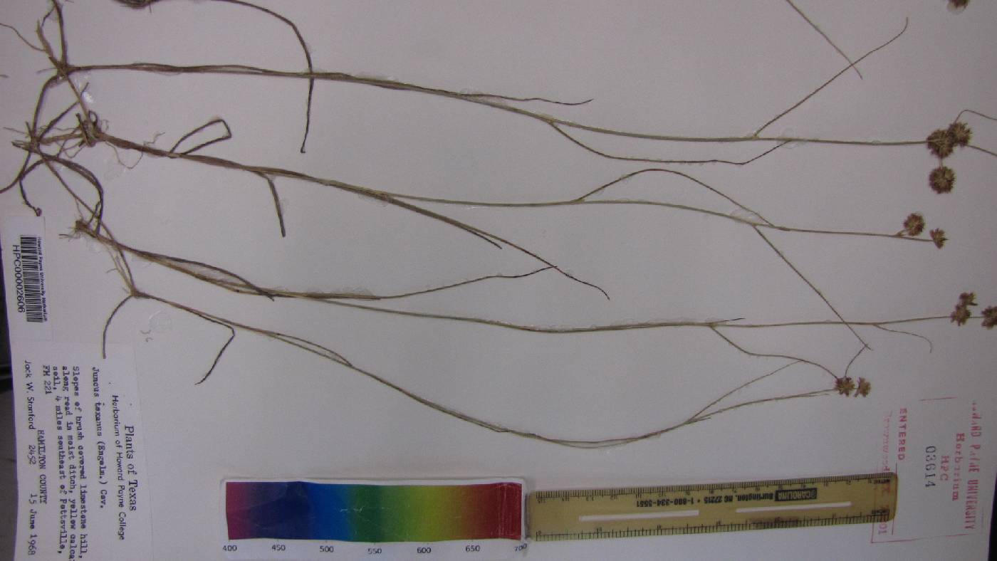 Juncus texanus image