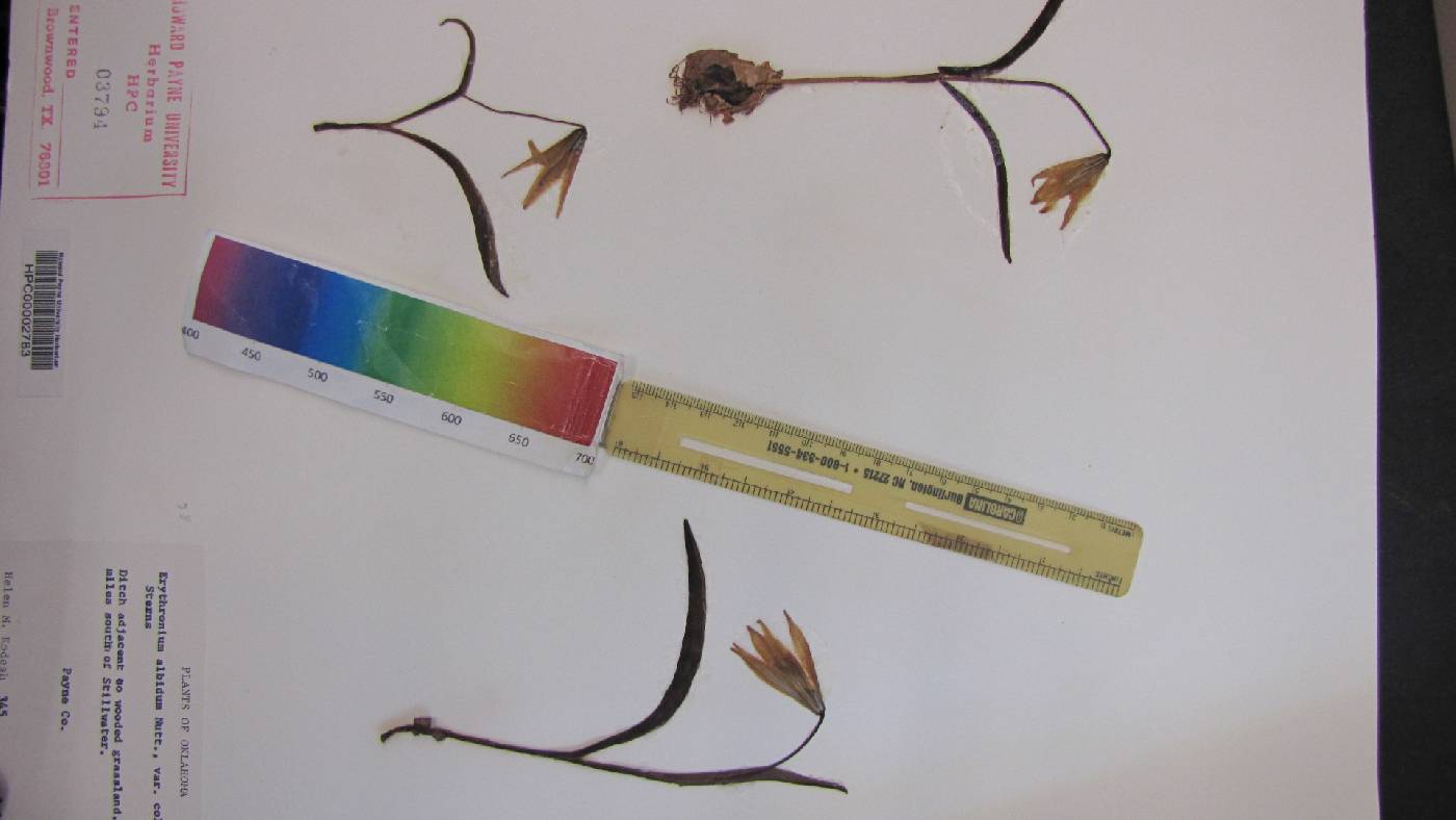 Erythronium albidum var. coloratum image