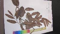 Smilax laurifolia image