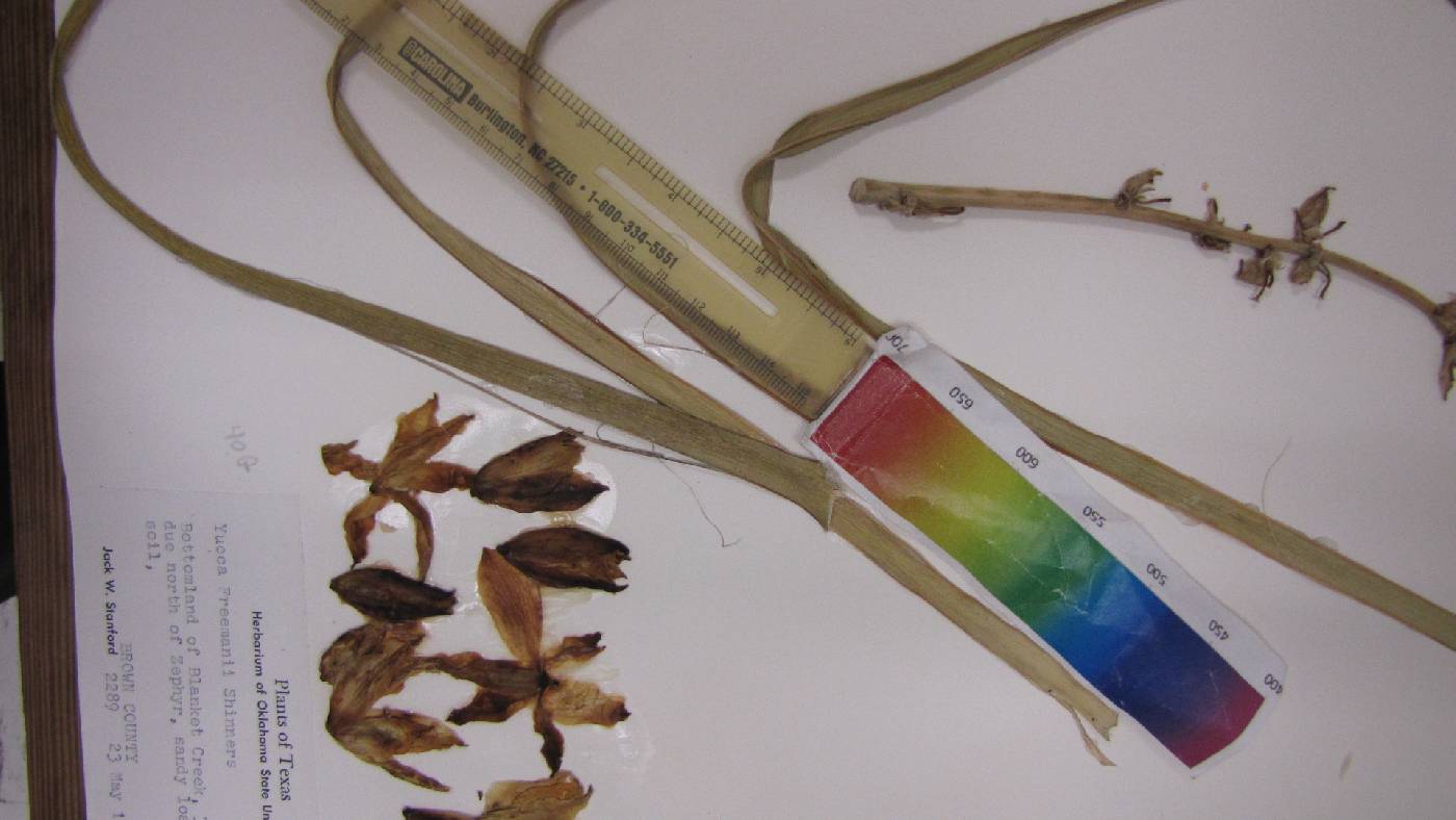 Yucca freemanii image