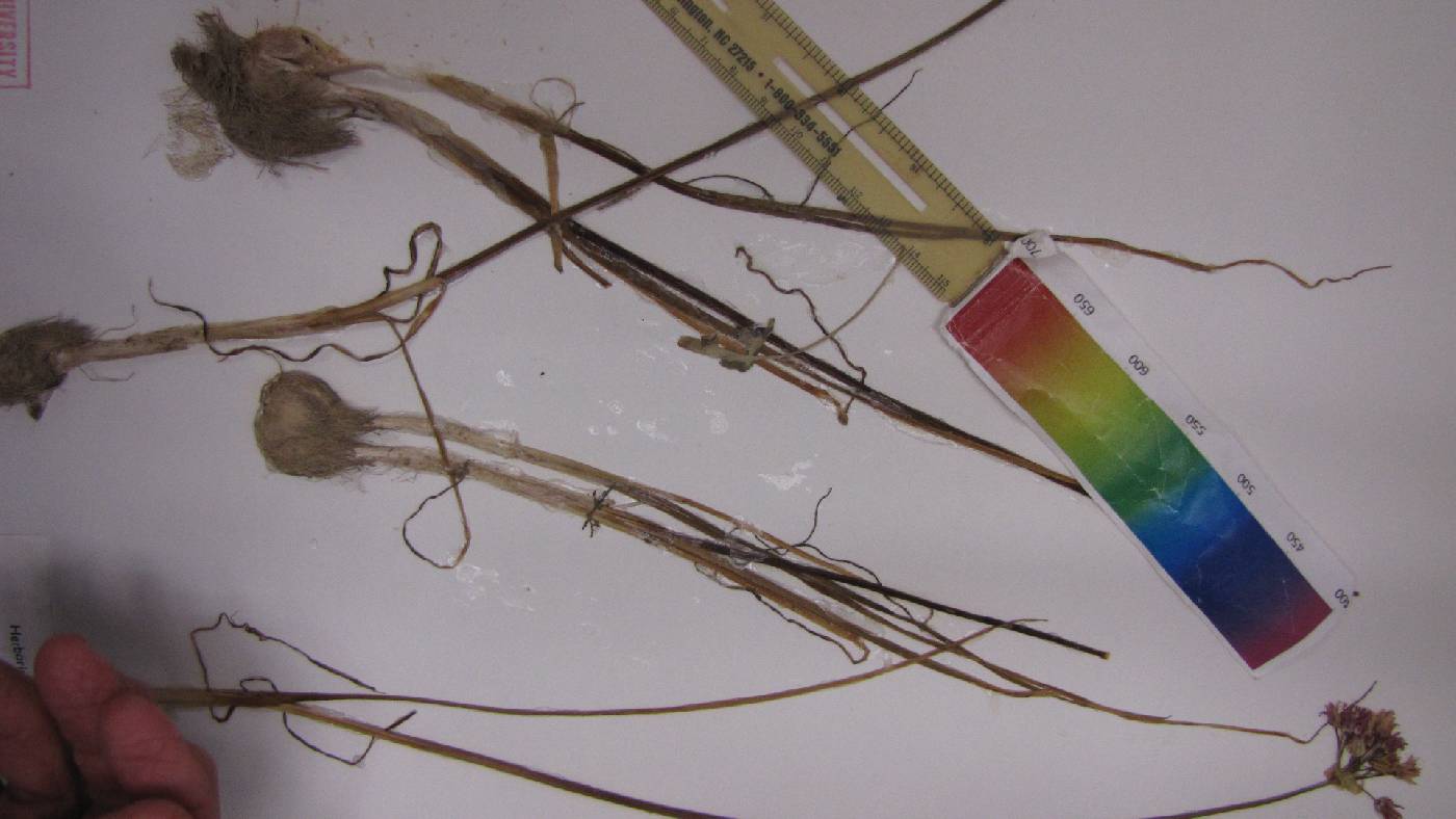 Allium canadense var. ecristatum image