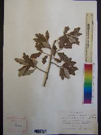 Quercus sinuata image