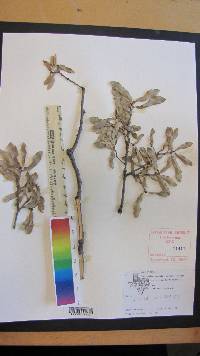 Quercus mohriana image