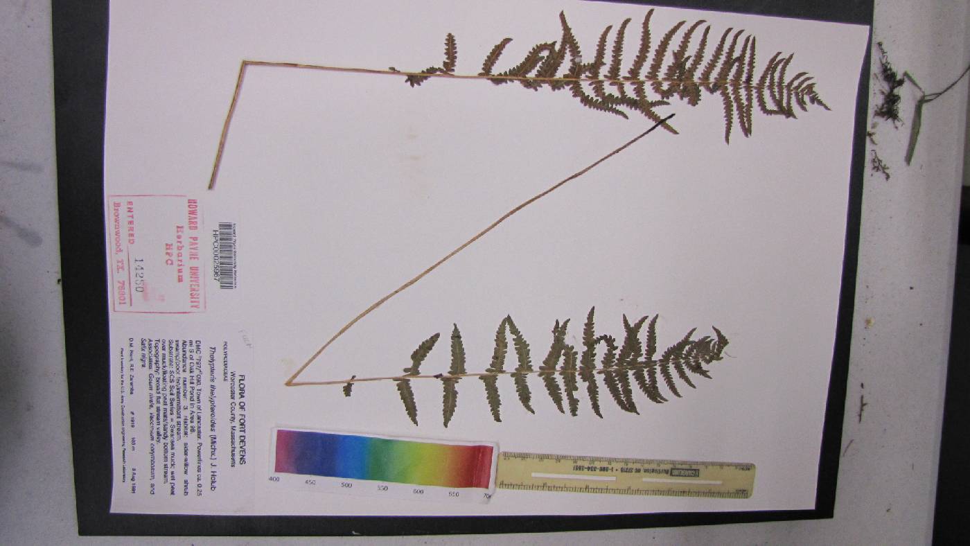 Thelypteris thelypterioides image