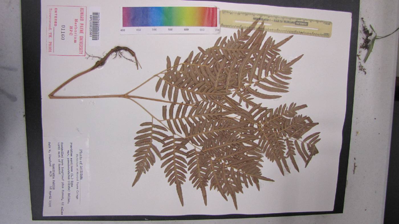 Pteridium aquilinum subsp. pseudocaudatum image