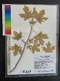 Acer grandidentatum image