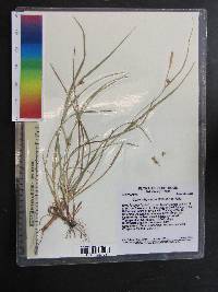 Carex oligocarpa image