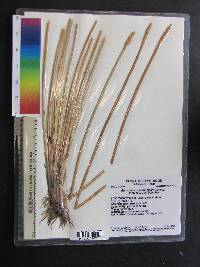 Eleocharis quadrangulata image