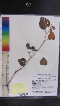 Ampelopsis cordata image