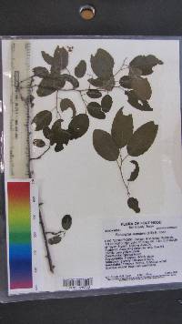 Berchemia scandens image