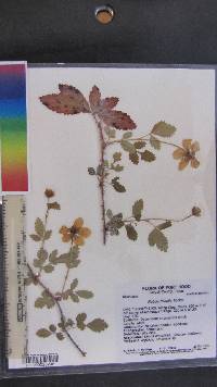 Rubus trivialis image