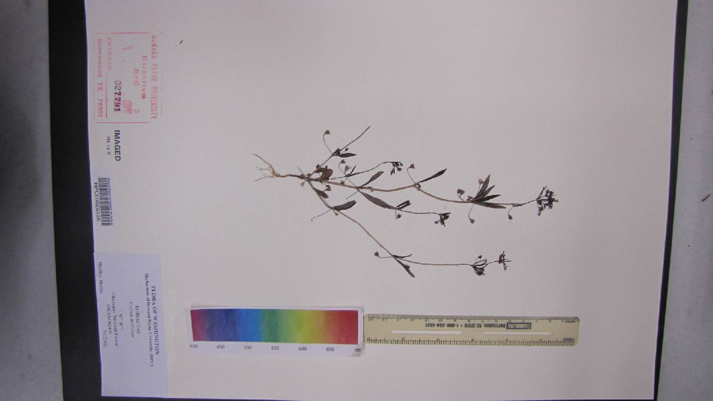 Galium biflorum image