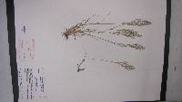 Agrostis capillaris image