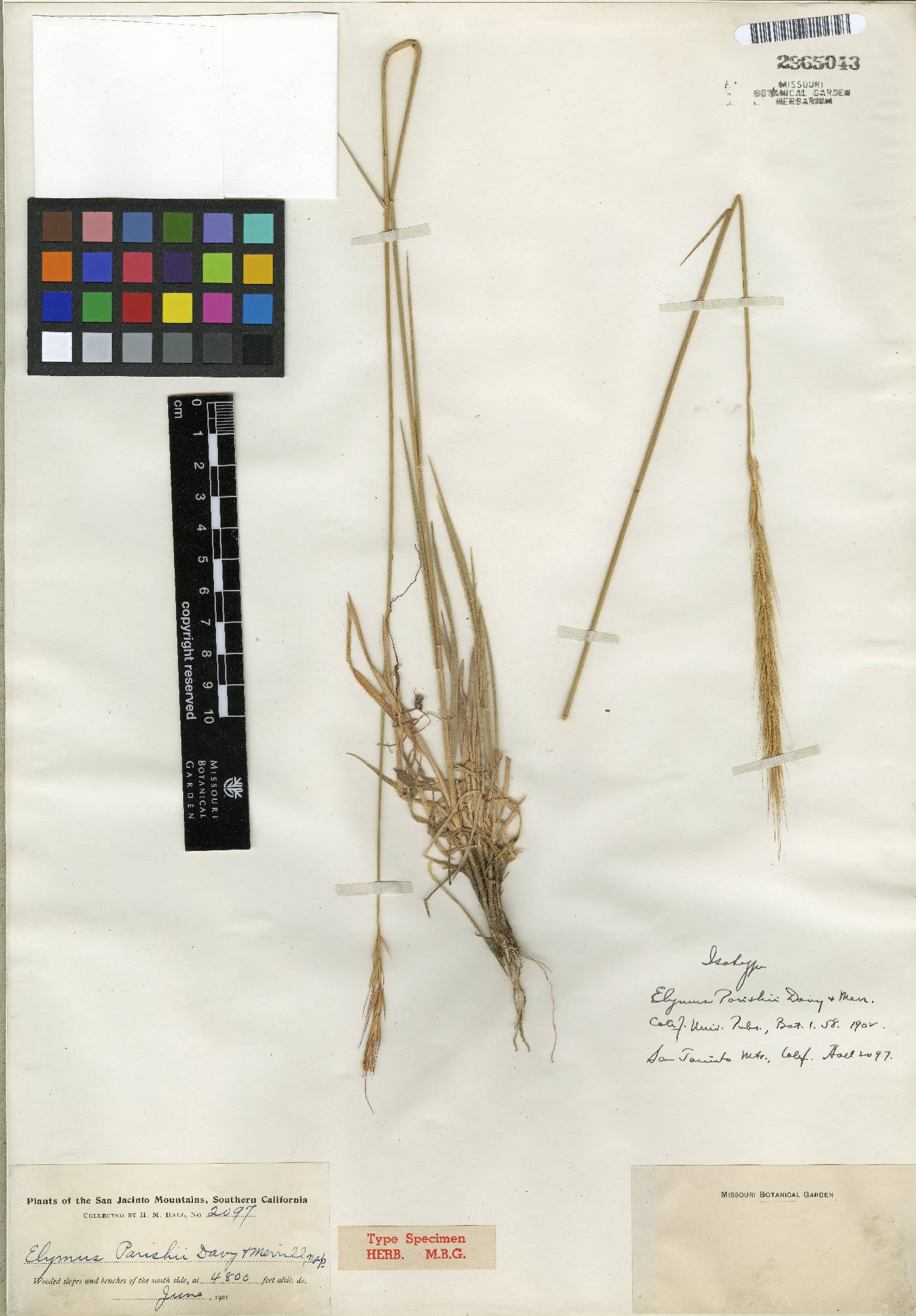 Elymus glaucus subsp. jepsonii image