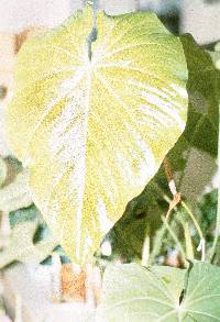 Anthurium nymphaeifolium image