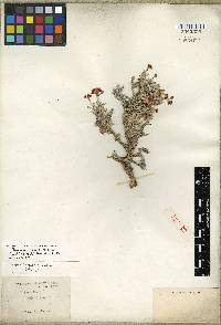 Eriogonum bicolor image