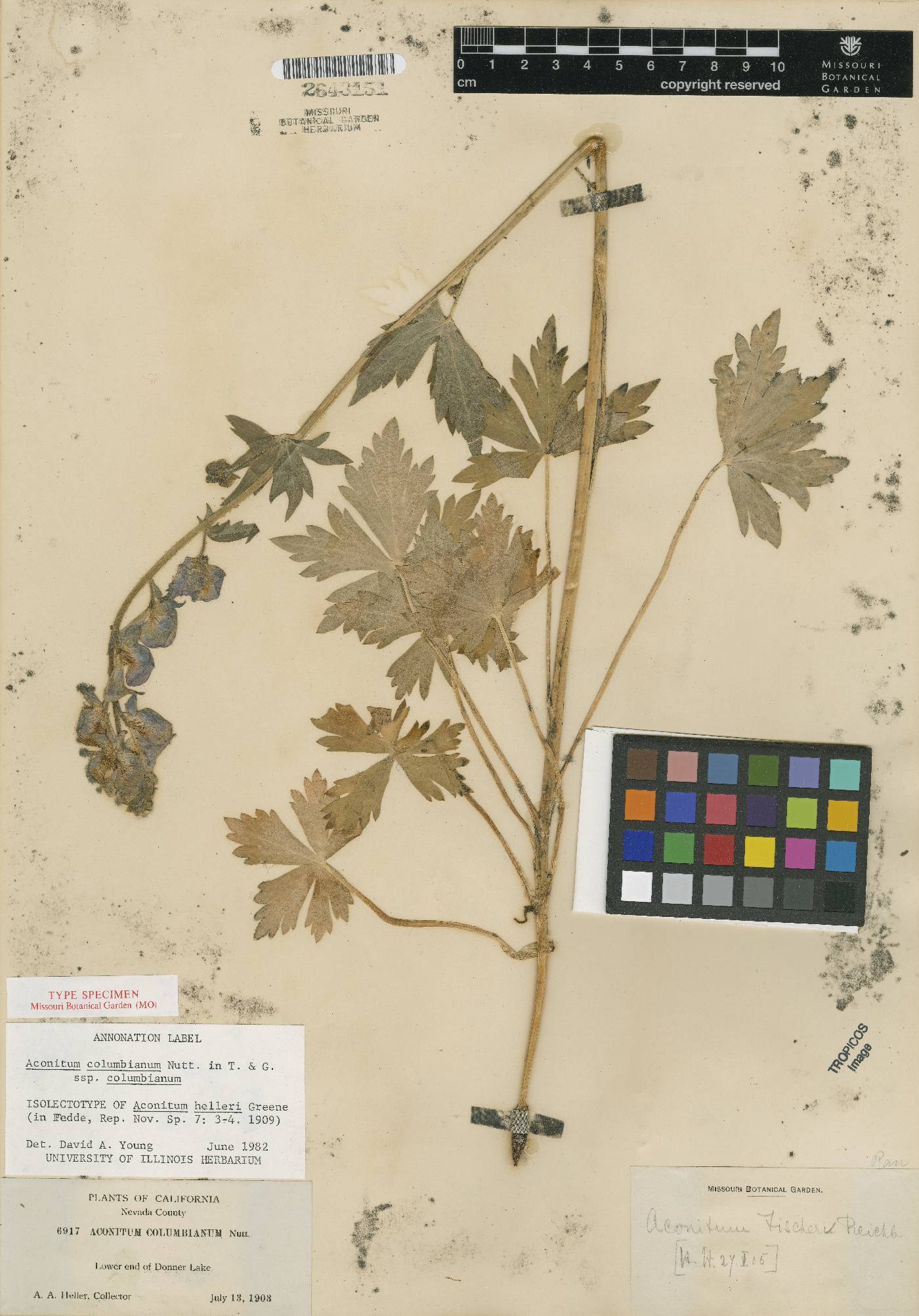 Aconitum columbianum columbianum image