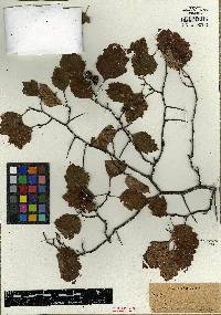 Crataegus straminea image