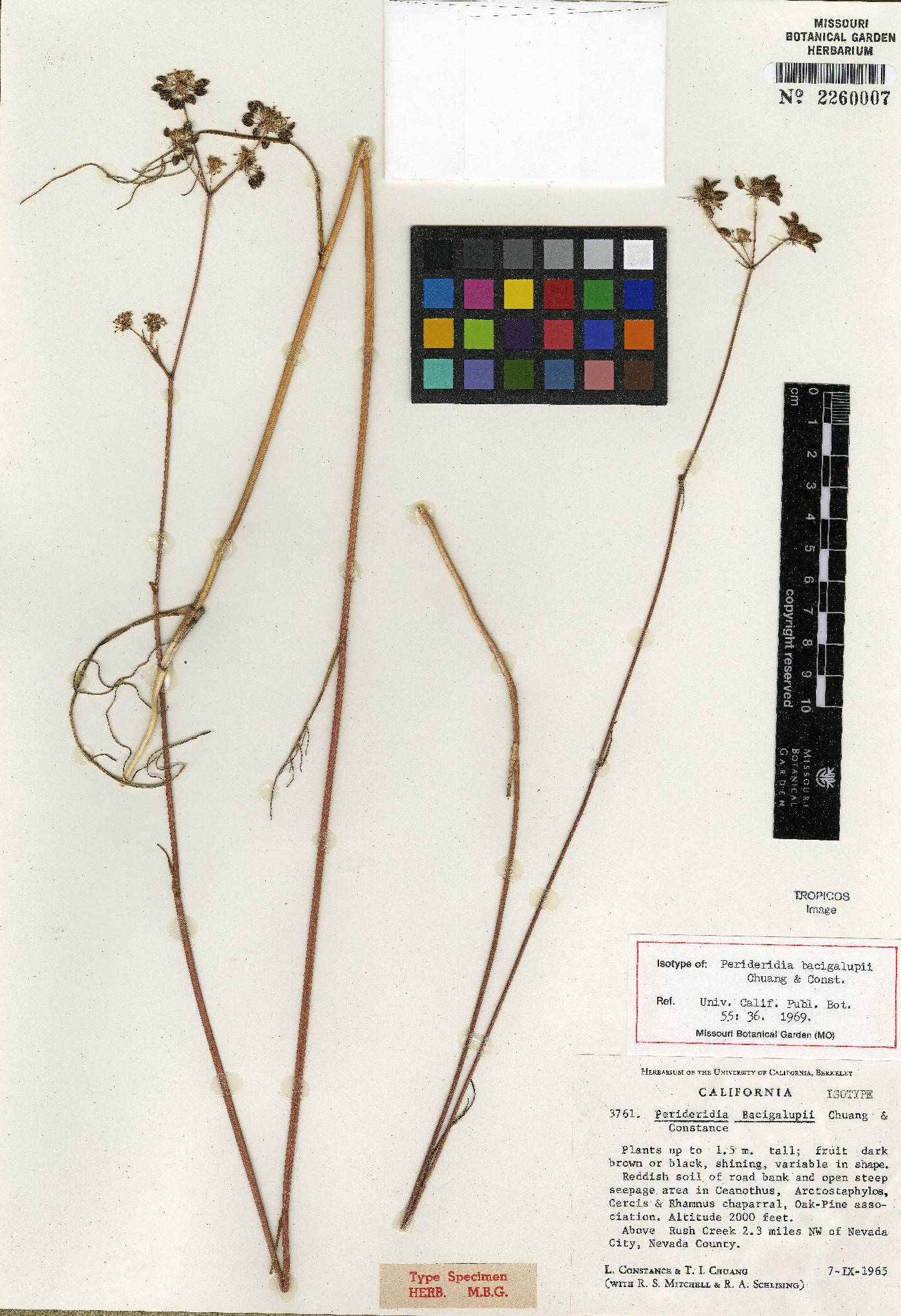 Perideridia bacigalupii image