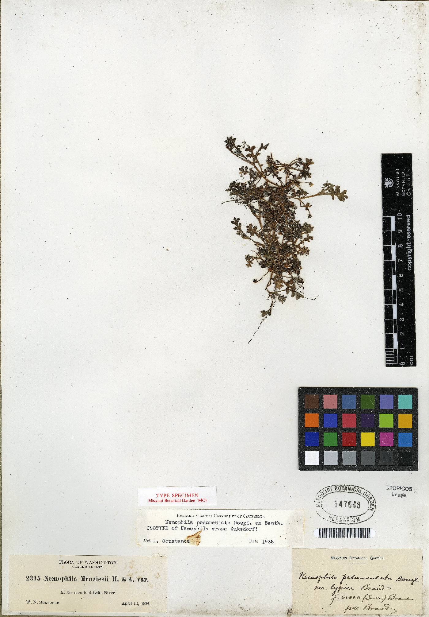Nemophila pedunculata image