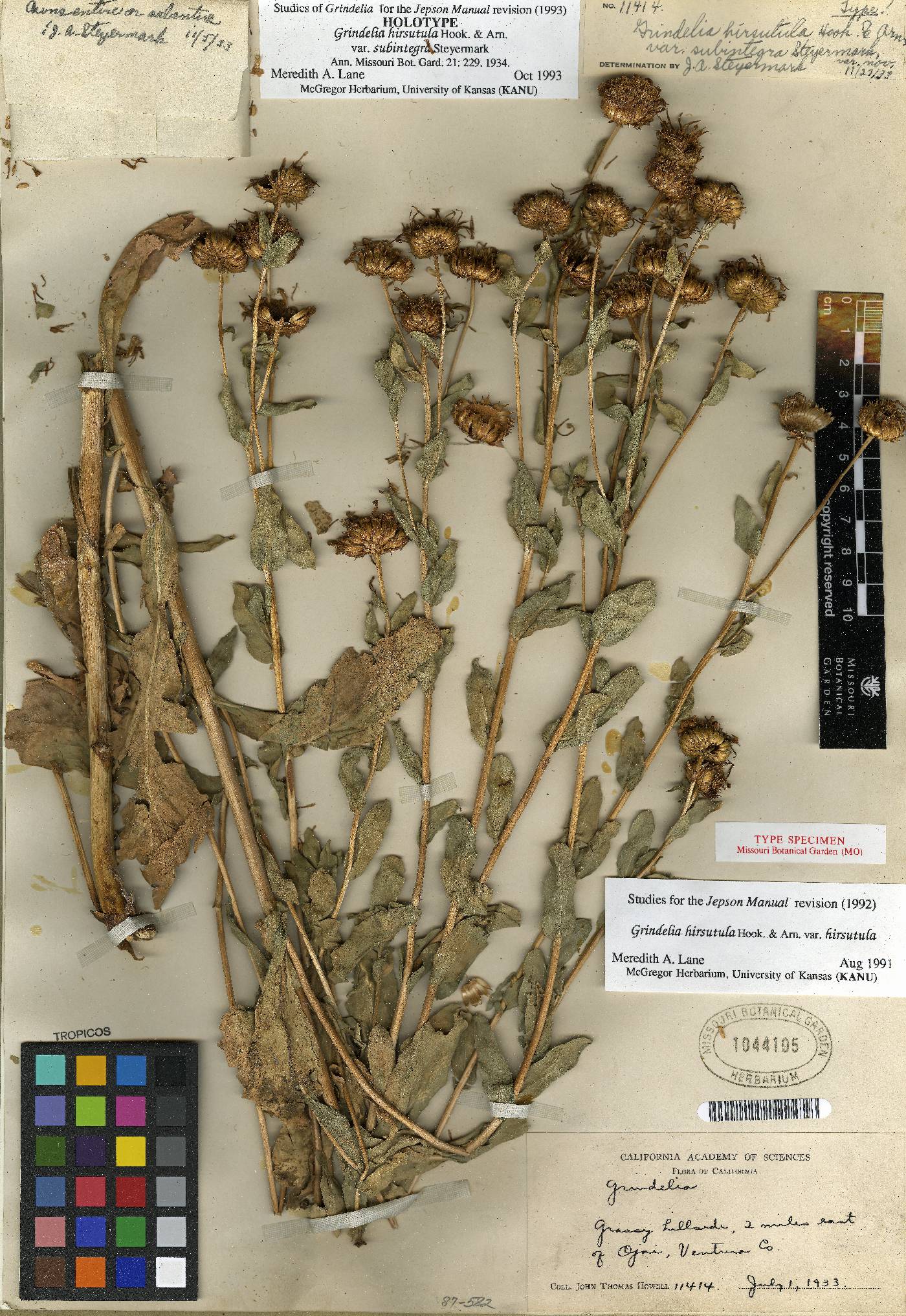 Grindelia hirsutula var. hirsutula image