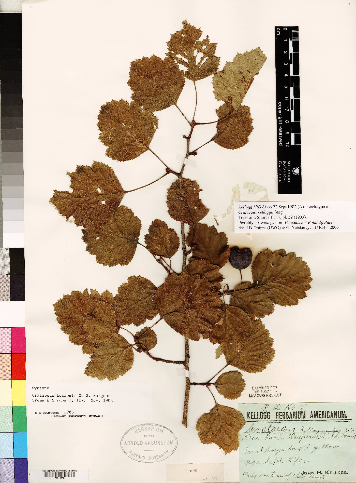 Crataegus × kelloggii image