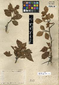 Crataegus nitida image