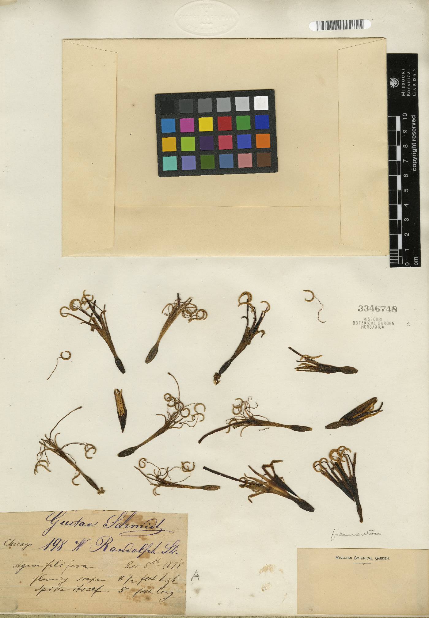 Agave filifera image