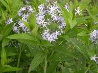 Amsonia illustris image