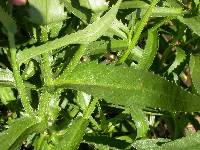 Leucanthemum superbum image