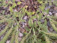 Verbena bracteata image