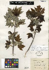 Acer rubrum var. drummondii image