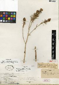 Thelypodium integrifolium image